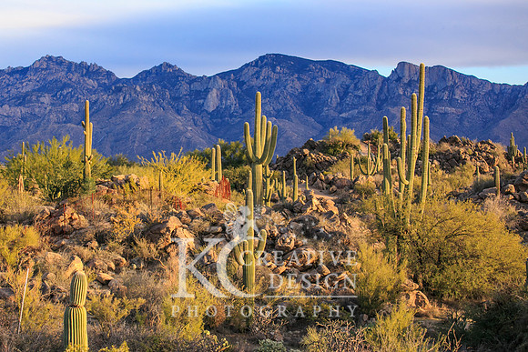 Stone Canyon in Oro Valley