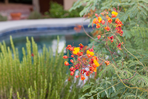 Martha Briggs' listing 901 W Las Lomitas